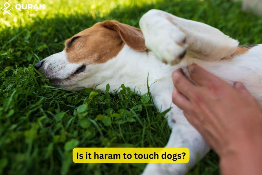 man touching dog's belly to answer is dog haram to touch