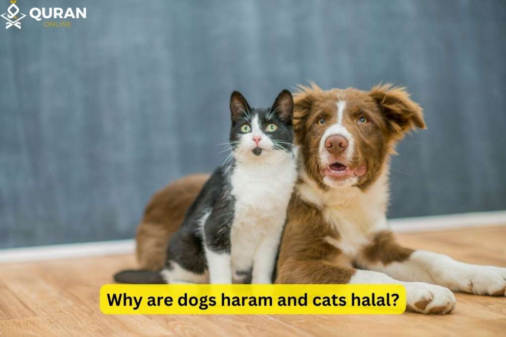 dog and cat to answer why are dogs haram but not cats